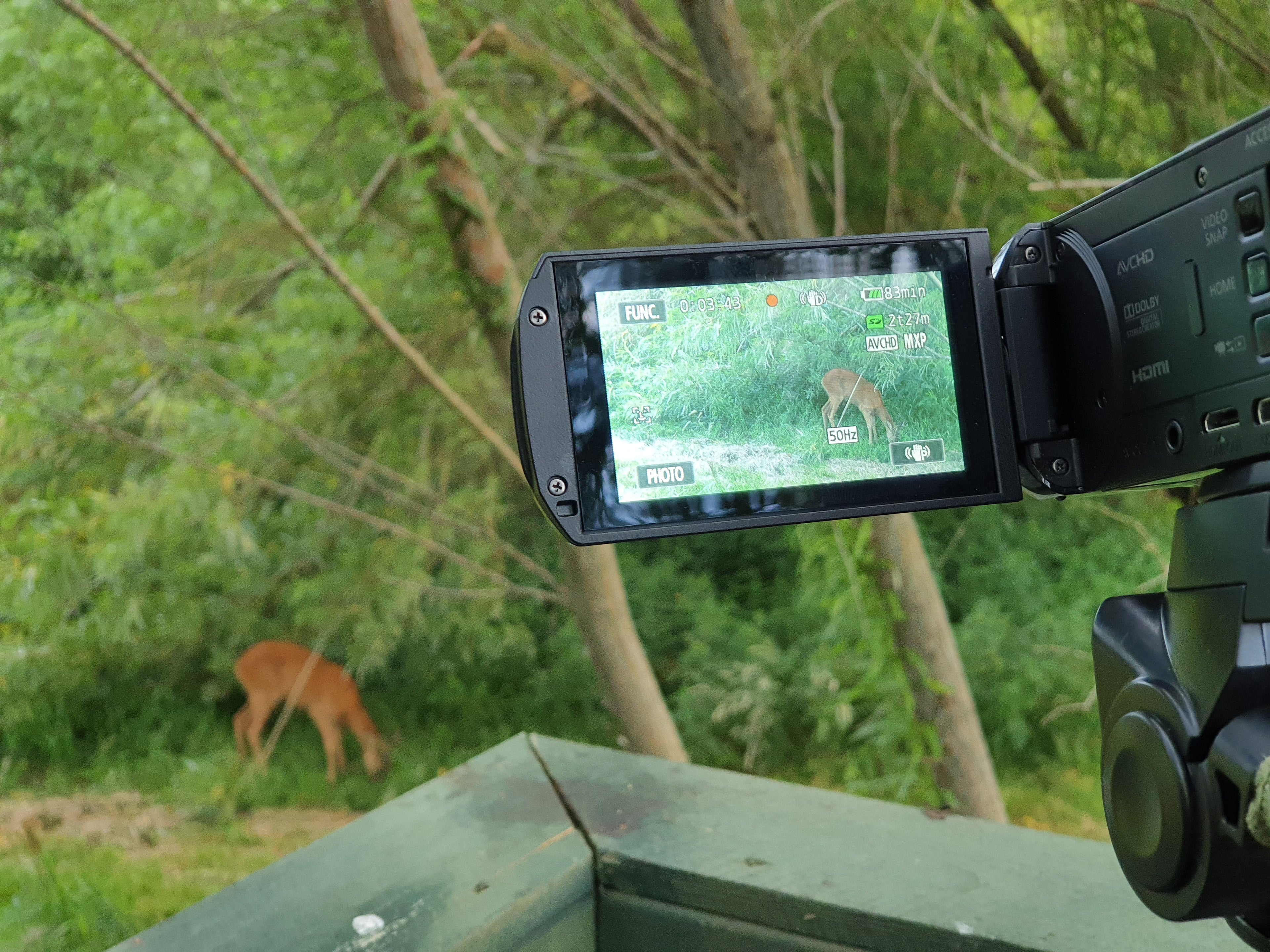 Buejakt er en svært spennende jaktform som byr på meget intime møter med naturen!